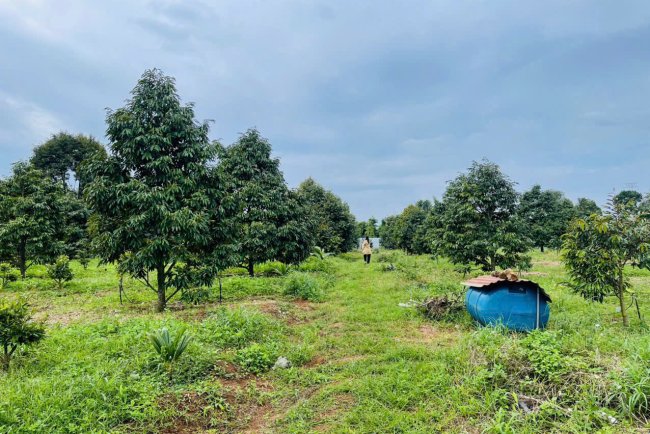 Vườn sầu riêng - đường tránh Đông  - 7xx triêu/ sào