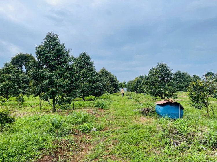 Vườn sầu riêng - đường tránh Đông  - 7xx triêu/ sào